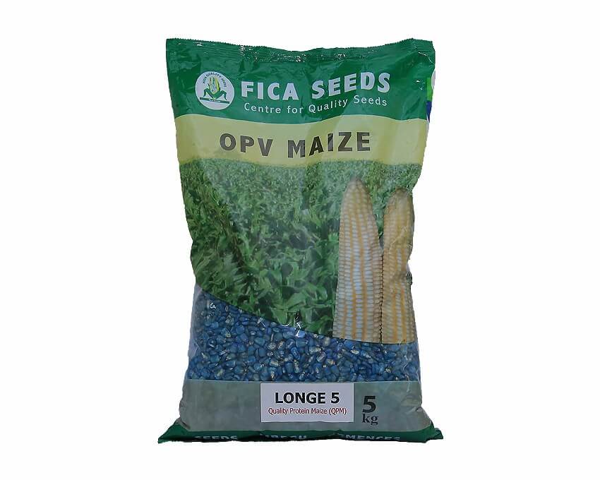 Longe 5 - Maize (FICA)